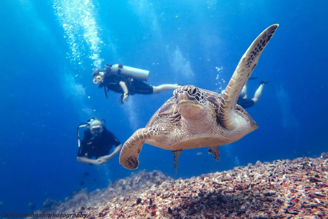 Diving over the reefs of the Gili Islands